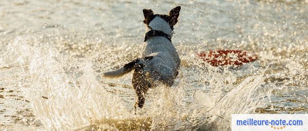 un chien qui court dans l'eau