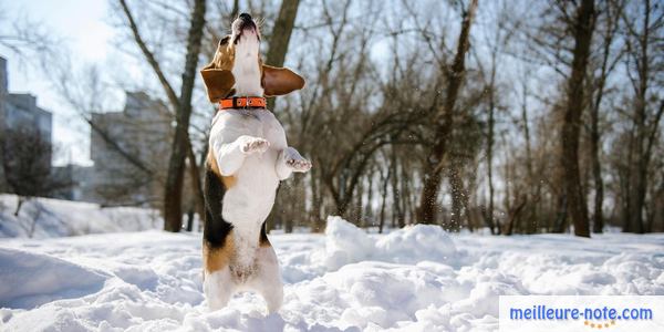 un chien qui court dans la neige