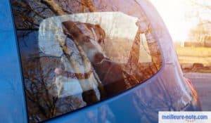 un chien à l'intérieur d'une voiture bleu