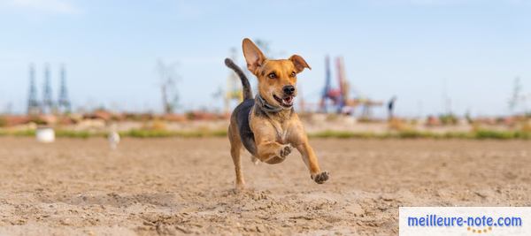 Un chiot qui joue à coté d'un port