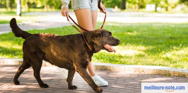 un chien marche avec une femme