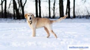 un chien qui marche dans la neige