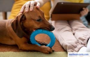 un chien marron joue à son jouet