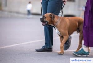 un chien marron avec ses maîtres