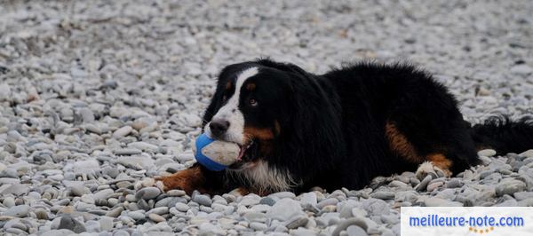 un chien noir mâche son jouet