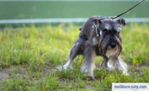 un chien entrain de faire ses besoins