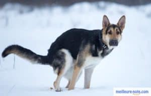 un chien noir en train de faire ses besoins
