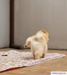 un chiot blanc qui fait pipi sur son tapis