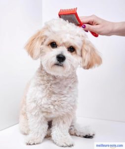 Un chiot blanc domestique qui se fait toiletter 