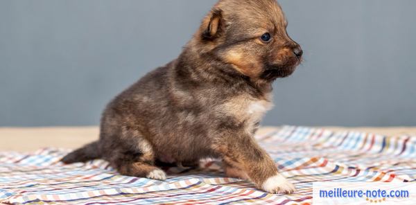 un chiot sur une litière faite main