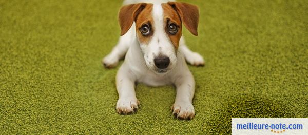 un chiot à l'éxtérieur