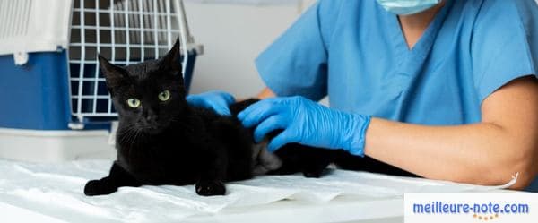 un chaton noir chez le vétérinaire
