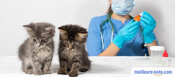 deux chatons attendent leur vaccin
