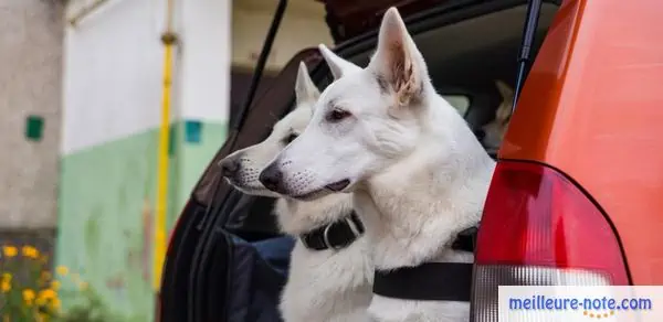 deux chiens blancs dans la voiture