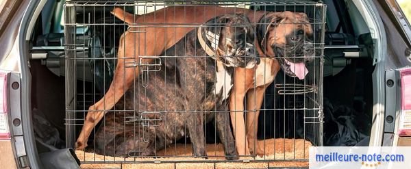 deux chiens noir et marron dans la voiture