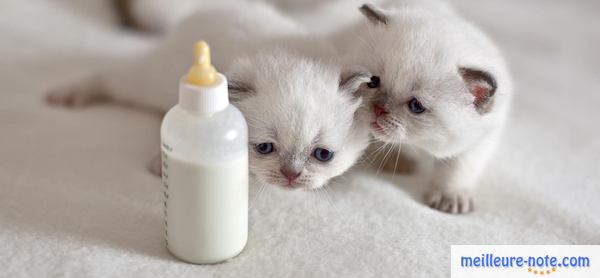 deux chatons et un biberon