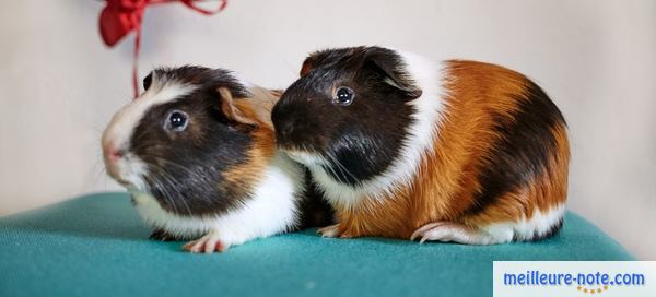 deux hamsters en couple