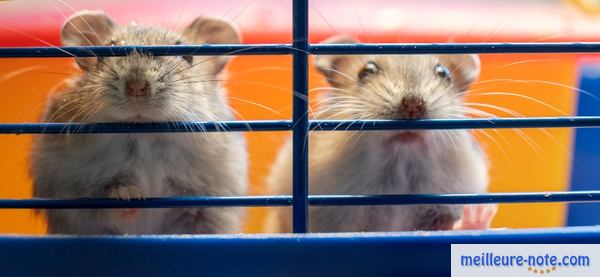 deux hamsters dans leur cage