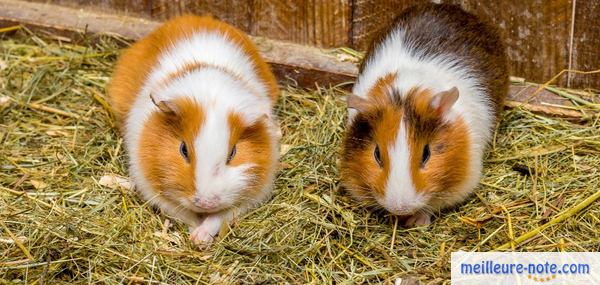 deux hamsters dans leur enclos