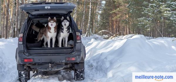 deux husky dans une coffre de voiture