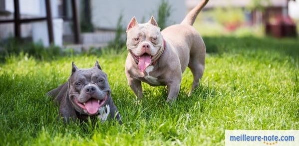 Deux beaux bulldog qui jouent dehors