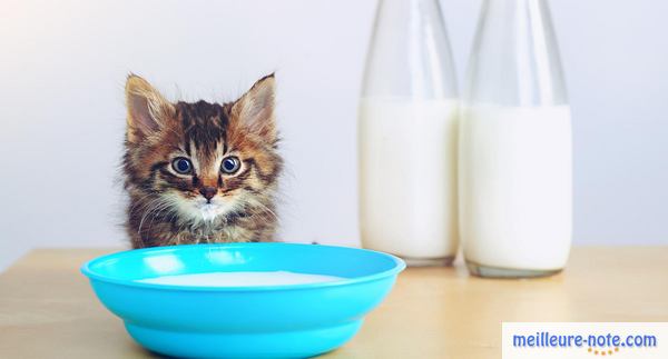 chaton de race devant un bol bleu rempli de lait