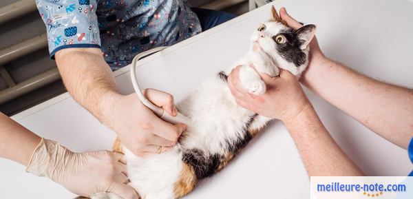 Un chat qui passe une échographie