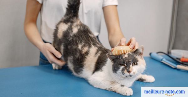 Un maître qui brosse son chat