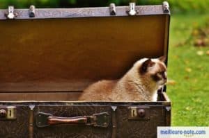 Un gros matou dans une valise