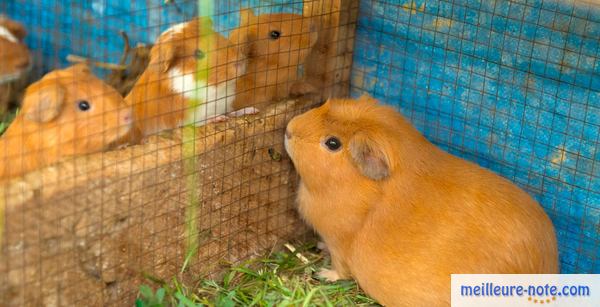 la séparation des hamster