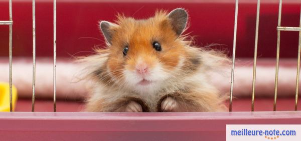un hamster syrien dans une cage