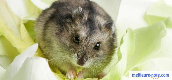 un petit hamster qui se repose