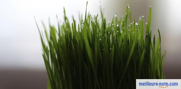 de l'herbe à chat pousse à l'intérieur