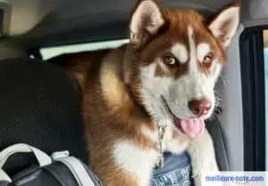 un husky marron dans une voiture