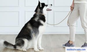 un husky noir et blanc avec son maître