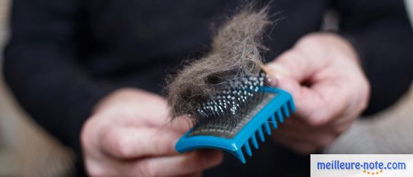 une main qui tient une brosse pour chien