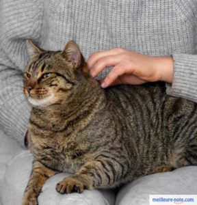 Un maître qui caresse son chat