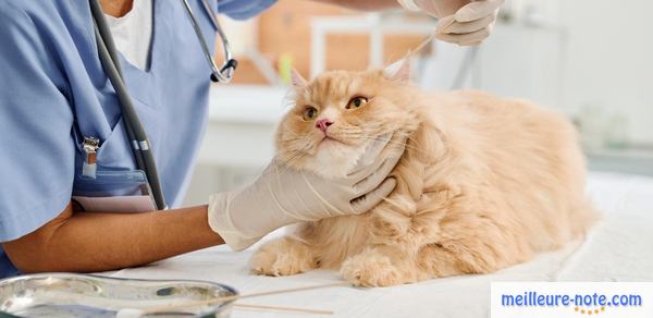 un vétérinaire nettoie les oreille d'un chat