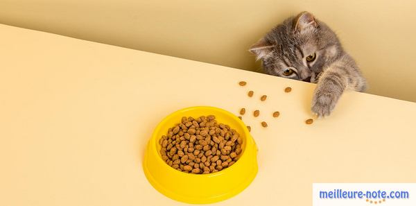 chaton gris qui essaie d'attraper les croquettes sur la table