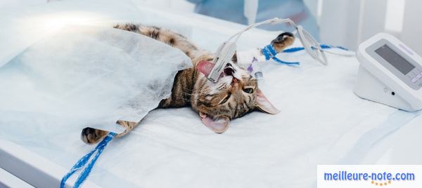 une opération est réalisée sur un chat