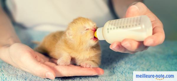 un chaton qui boit le biberon