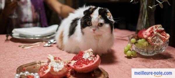 Un chat et des fruits toxiques pour lui