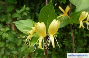 une plante valériane dans le jardin