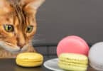 chat qui regarde une assiette de macarons posée sur la table