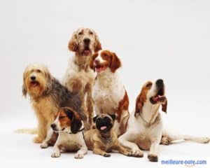 six chiens de différentes tailles