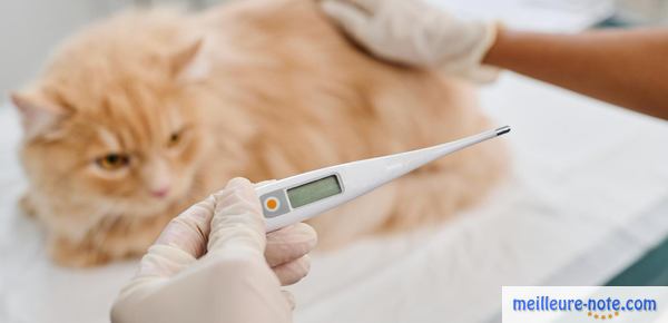 un vétérinaire prend la température d'un chat