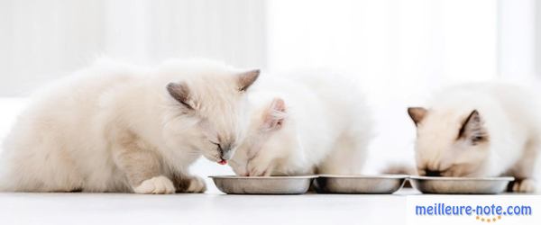 trois chats mangent ses repas