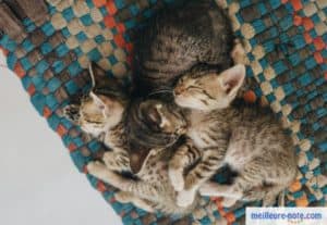 trois chatons dorment sur un tapis