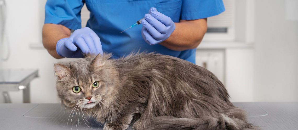 Chat et vaccin