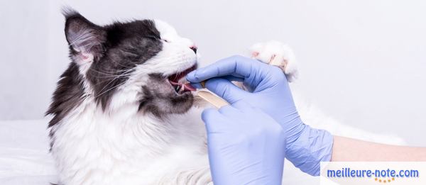Un vétérinaire examine la cavité buccale du chat
